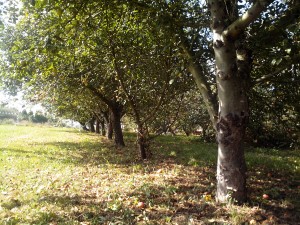 Jugar con el perro al aire libre, Asturias En otoño, hojas secas y paseos con el perro